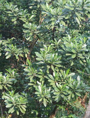 Voacanga thouarsii