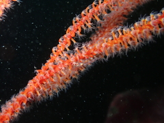 Bryaninops