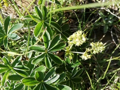 Alpinae