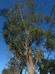 Eucalyptus oblonga