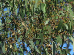 Eucalyptus oblonga