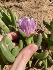Carpobrotus virescens