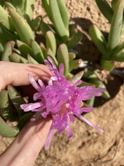 Carpobrotus virescens