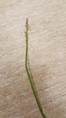 Carex stipata