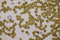 Macalpinomyces neglectus