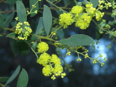 Acacia lunata