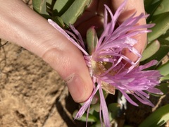 Carpobrotus virescens