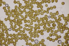 Macalpinomyces neglectus