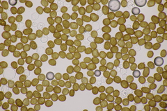 Macalpinomyces neglectus