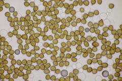 Macalpinomyces neglectus