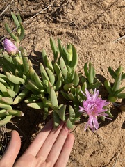 Carpobrotus virescens