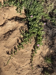 Carpobrotus virescens