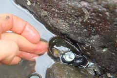 Acanthoclinus fuscus