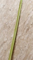 Carex stipata