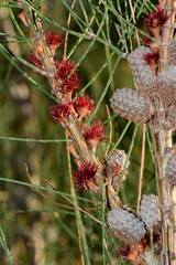 Allocasuarina paludosa