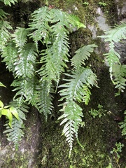 Polypodiodes fieldingiana