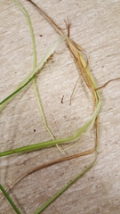 Carex stipata