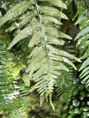 Polypodiodes fieldingiana