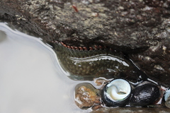 Acanthoclinus fuscus