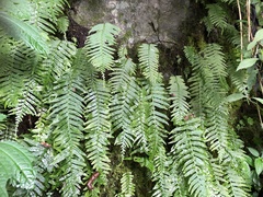 Polypodiodes fieldingiana