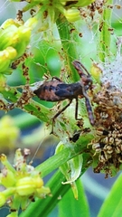 Acholla multispinosa