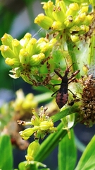 Acholla multispinosa