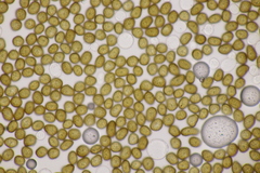 Macalpinomyces neglectus