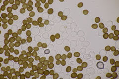 Macalpinomyces neglectus