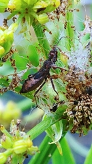 Acholla multispinosa