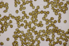 Macalpinomyces neglectus