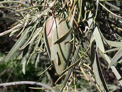 Leichhardtia australis