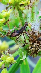 Acholla multispinosa