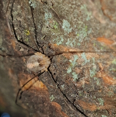 Opilio canestrinii