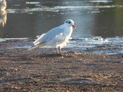 Ichthyaetus melanocephalus