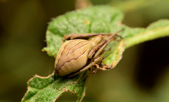 Acacesia hamata