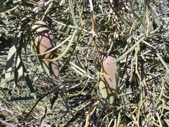 Leichhardtia australis