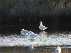 Ichthyaetus melanocephalus