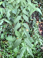 Eupatorium chinense tozanense