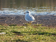 Ichthyaetus melanocephalus