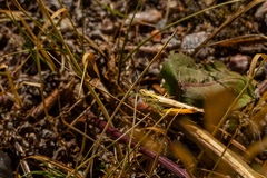 Hieracium umbellatum