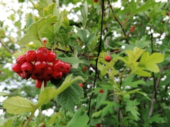 Crataegus dahurica