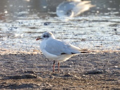 Ichthyaetus melanocephalus