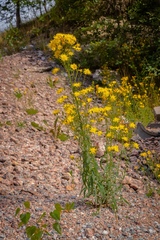 Hieracium umbellatum