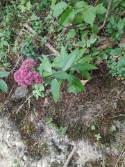 Hylotelephium telephium fabaria