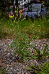 Hieracium umbellatum