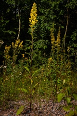Hieracium umbellatum