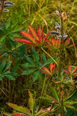 Hieracium umbellatum