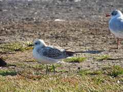 Ichthyaetus melanocephalus