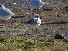 Ichthyaetus melanocephalus