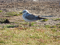 Ichthyaetus melanocephalus